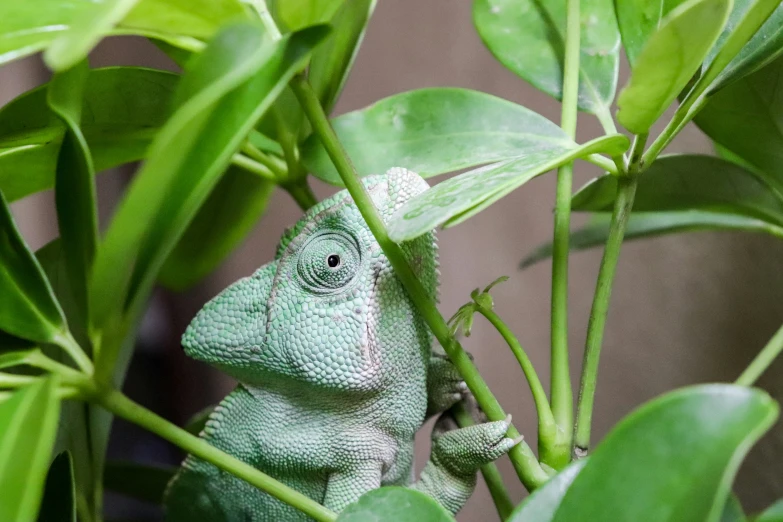 the small green lizard is hiding in the large potted plant