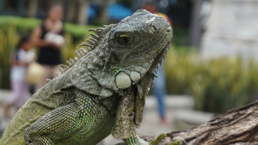 a green iguan sitting on top of a tree nch