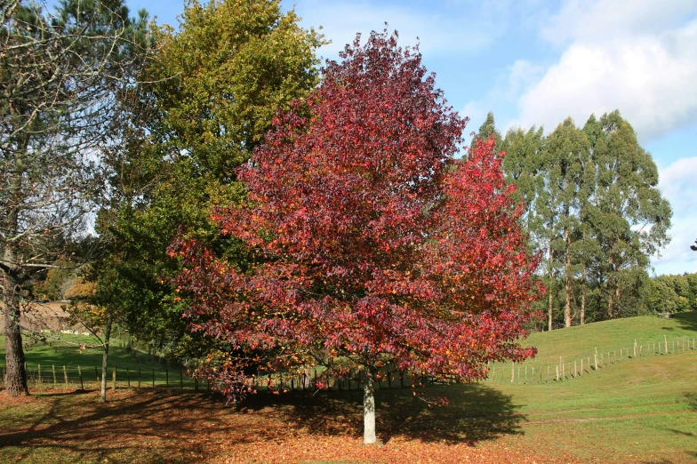 a large tree with red and green leaves on it