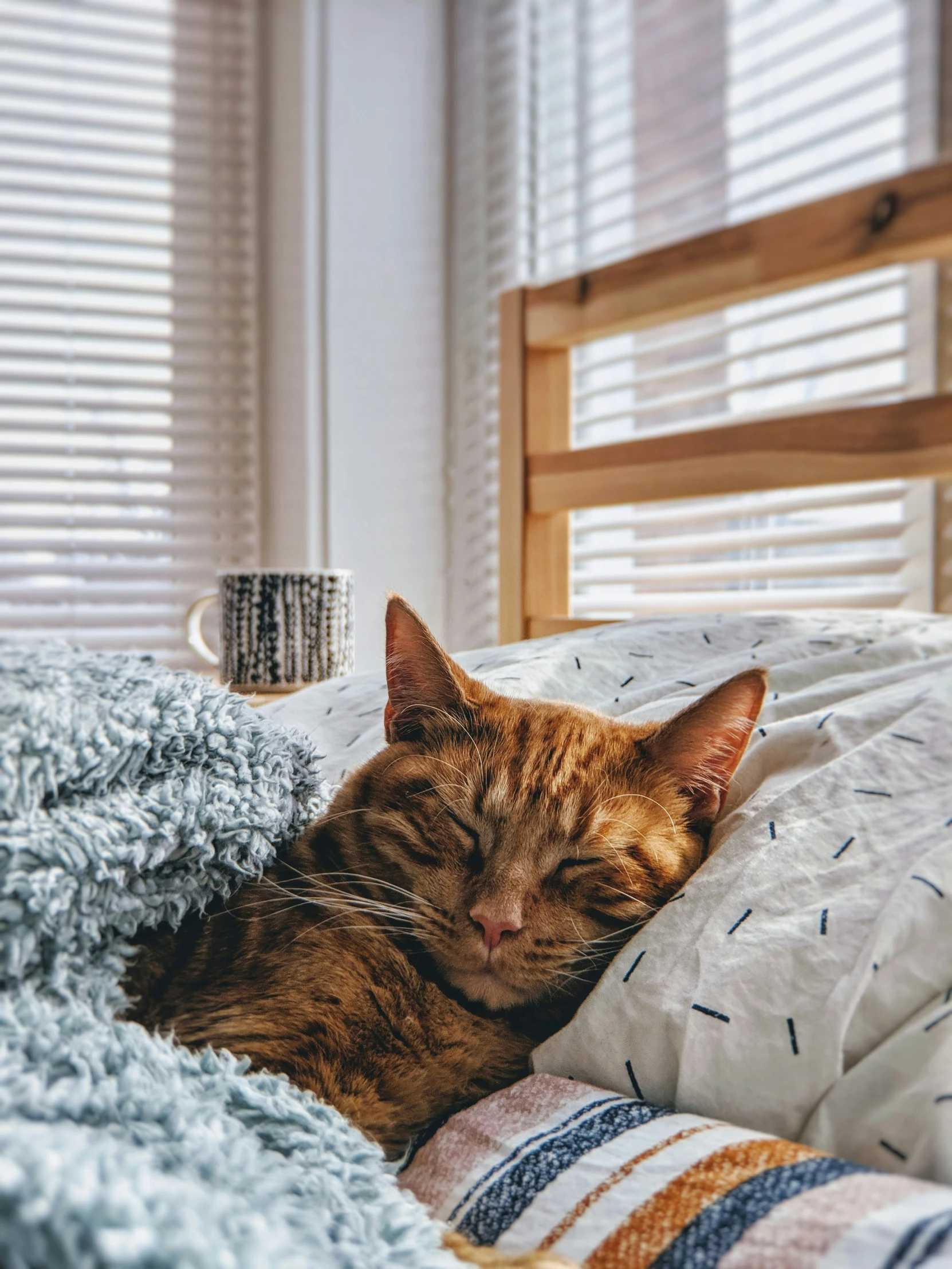 a cat laying on a bed near a window