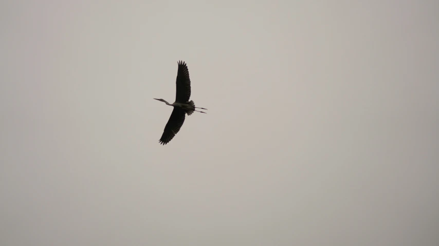 a bird flying through a gray sky while wearing it's wings extended