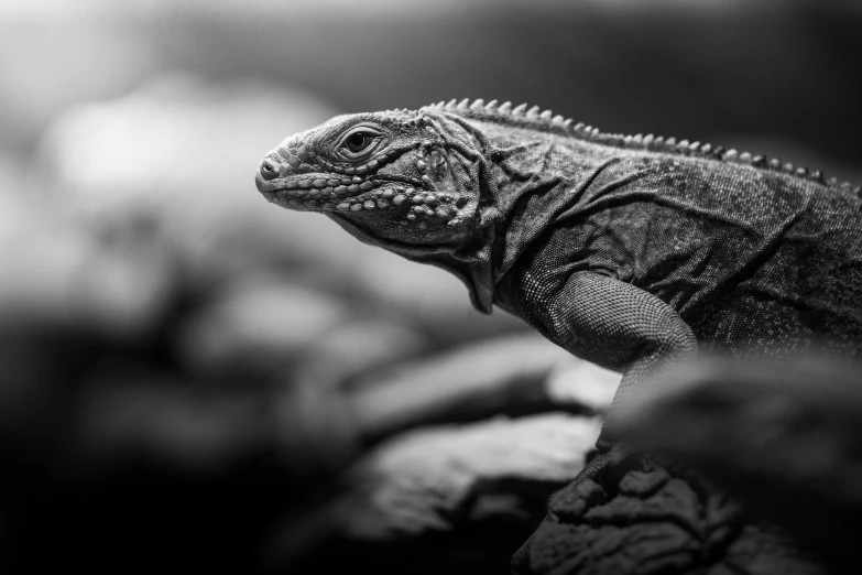 a lizard looking away in black and white