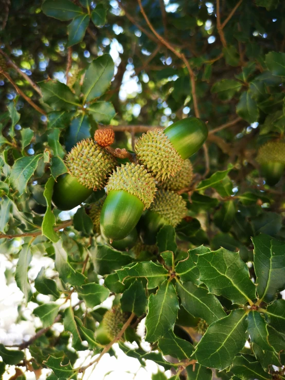 the unripe nuts are still on the tree