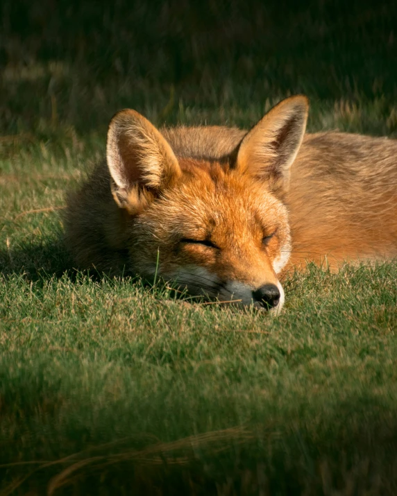 a sleeping fox is sitting in the grass