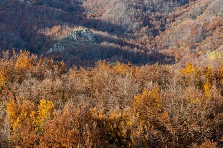 a forested area with lots of trees in the foreground and a mountain behind