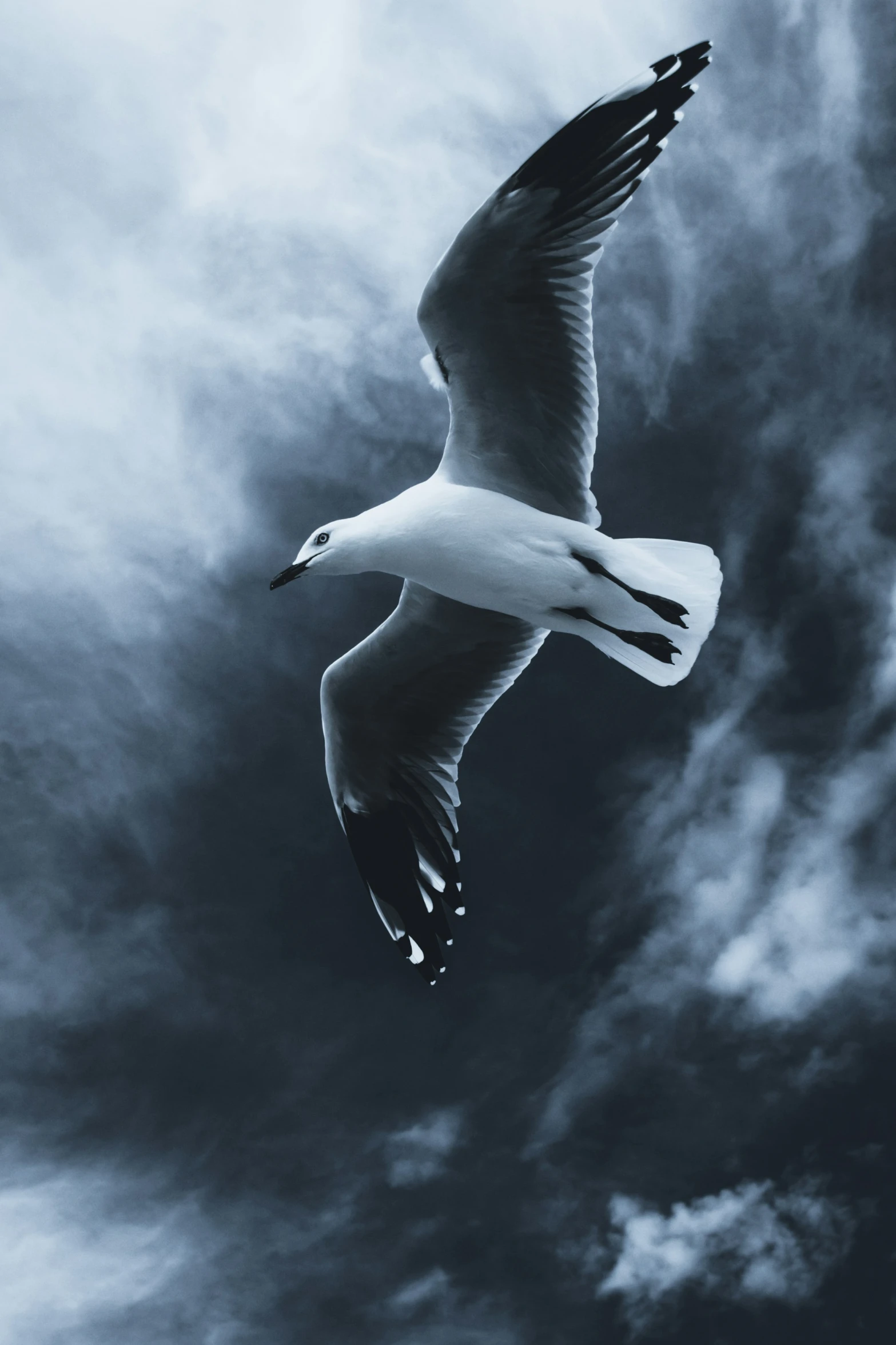 a large bird flying through a cloudy blue sky