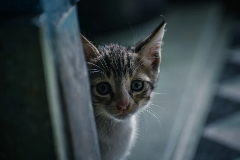 a cat staring out from between bars