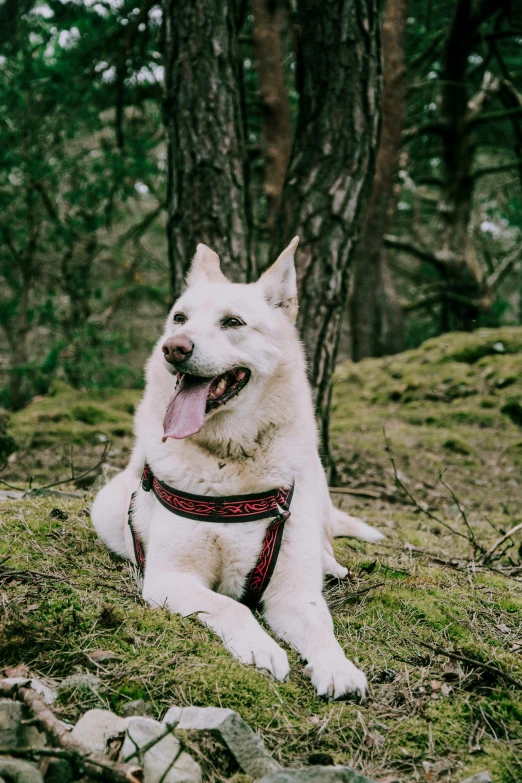 a white dog with a red leash is on a green field