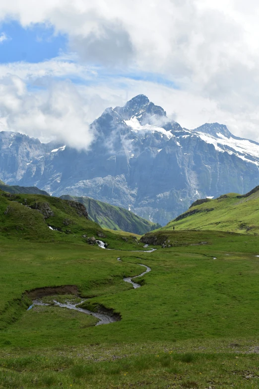 cows in a pasture with snow capped mountains in the background