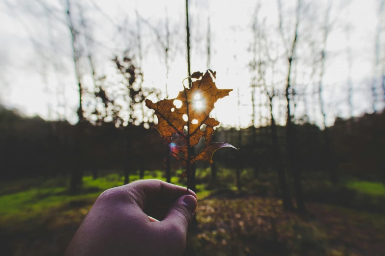 a person holds up a leaf in the foreground, in front of trees with no leaves