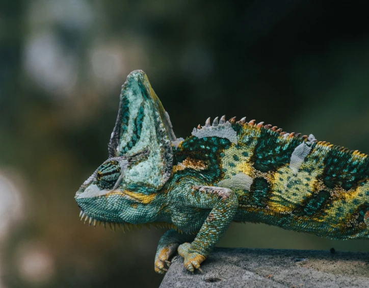 the colorful chamelon is perched on top of the rock