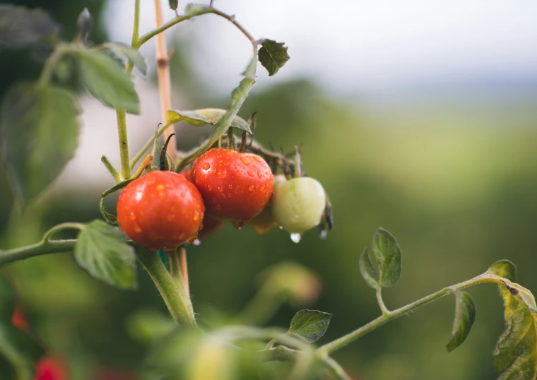 three ripe tomatoes growing on the vine in a garden