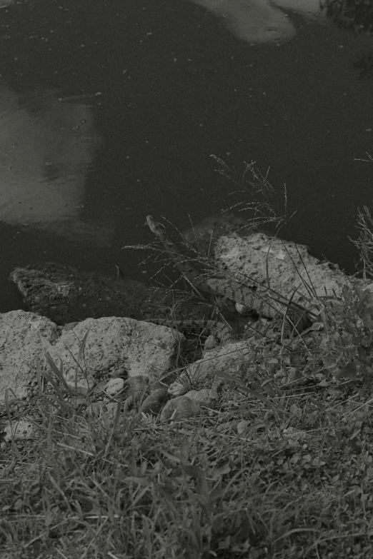 black and white image of a duck in water surrounded by rocks