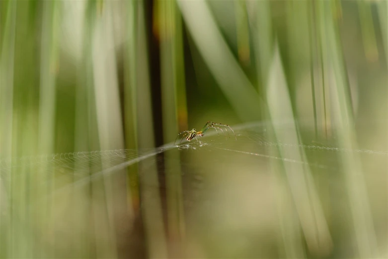 there is a spider sitting in the grass on top of the web