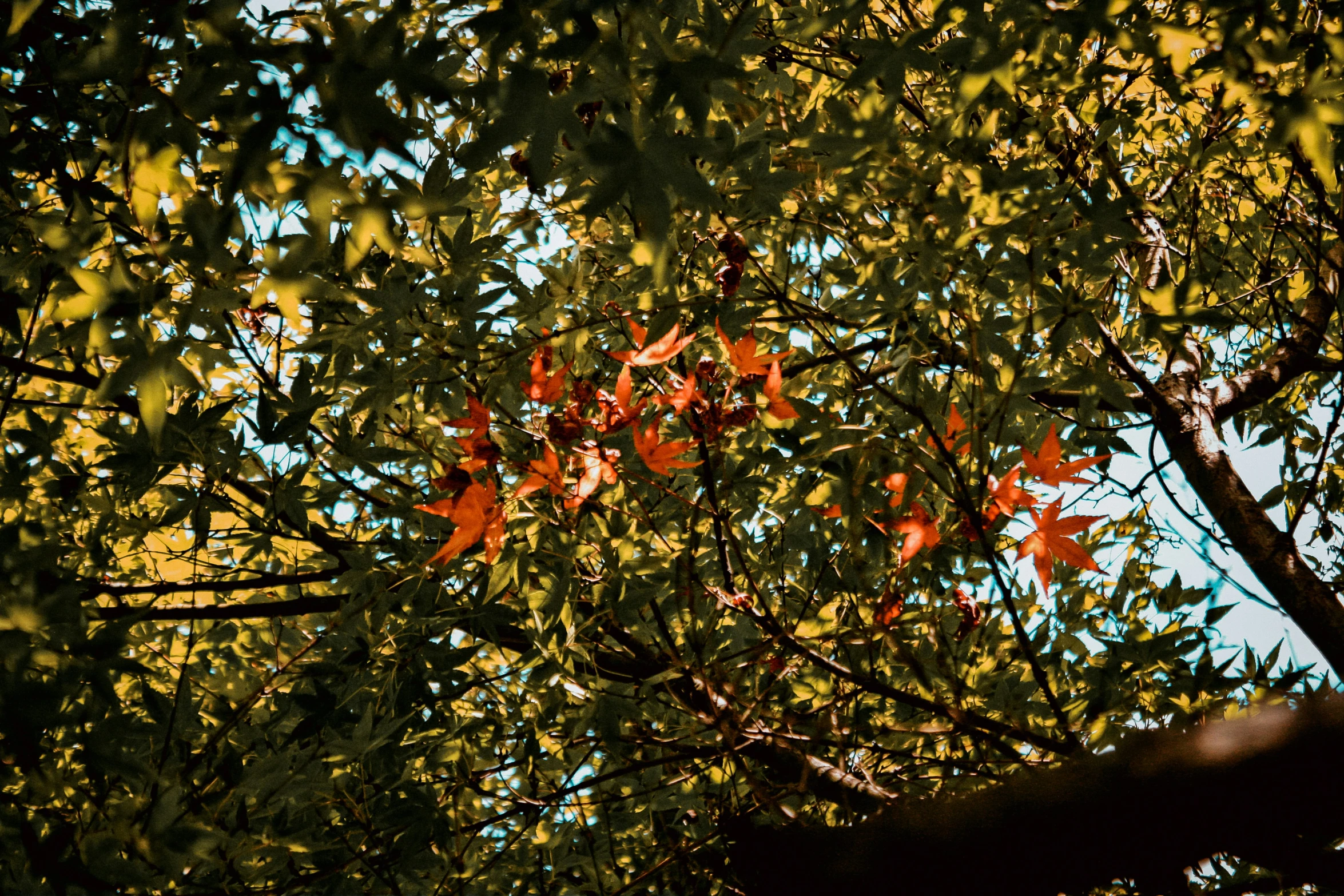 the leaves are falling on some tree nches