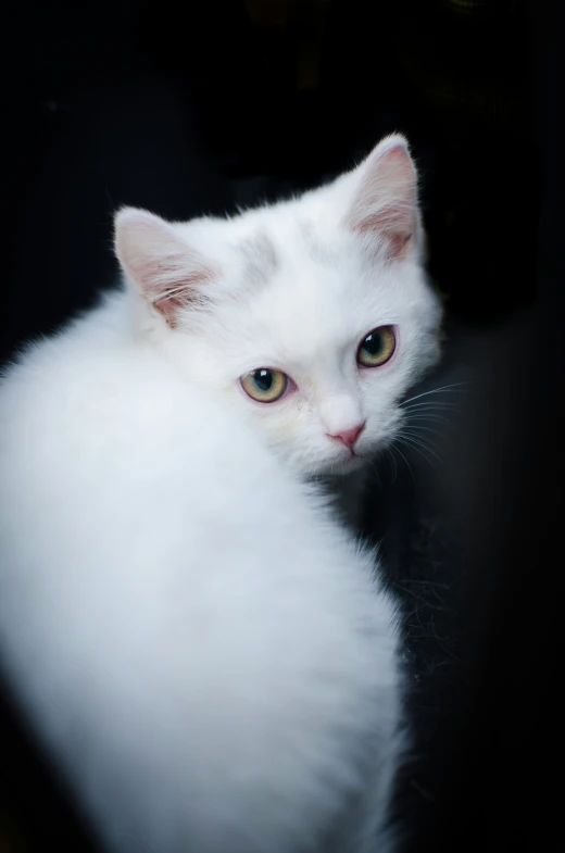 a white kitten with a black background looking away