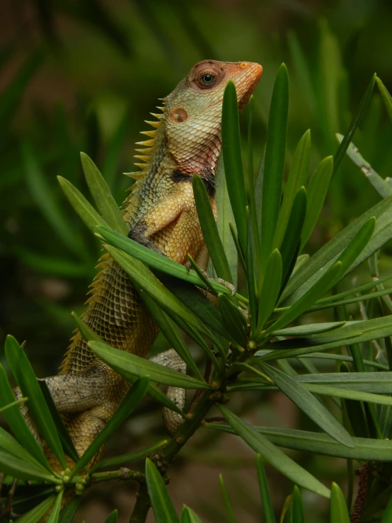 an iguant sits in a tree nch eating from its paws