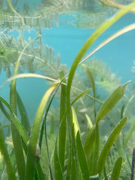 a po of water with water plants in the foreground