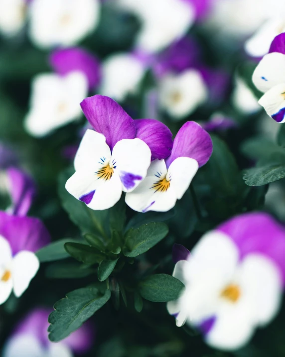 some pretty purple and white flowers in a flowerpot