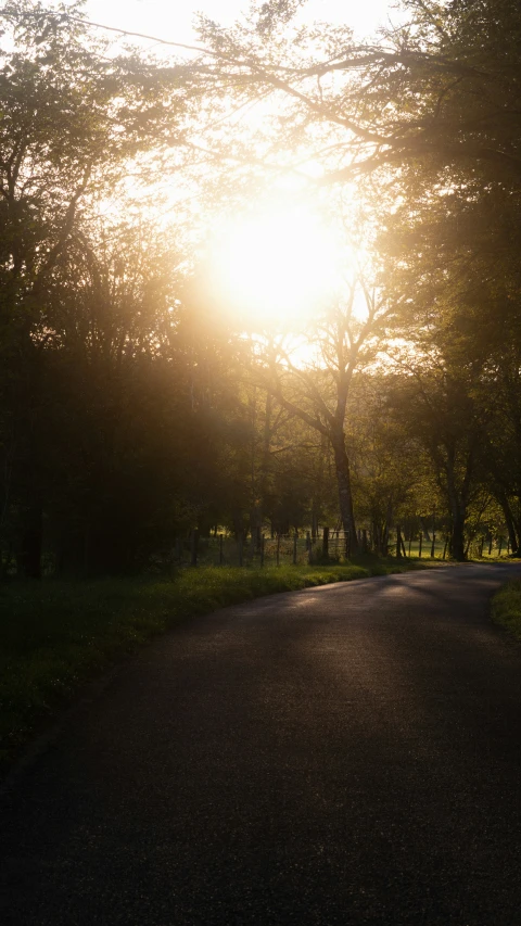 the sun shining through some very big trees