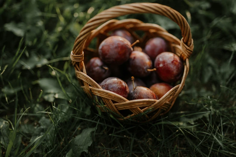 a basket full of plums sits in the grass