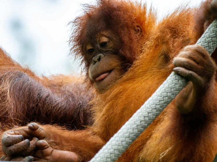 an orangua in its natural habitat hanging onto a rope