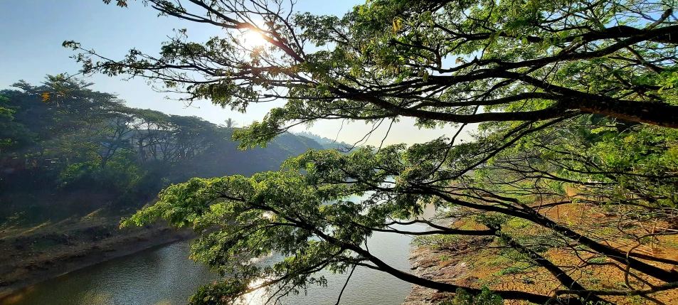 a bunch of trees near some water in the daytime