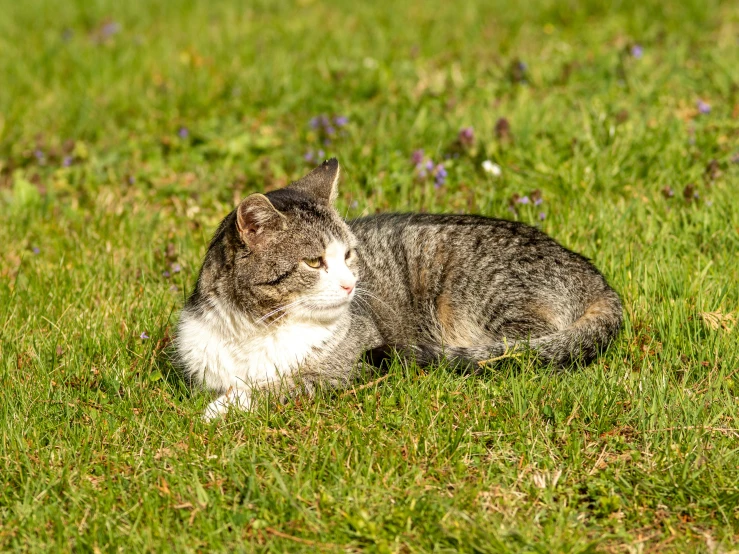 an orange and white cat is sitting in the grass