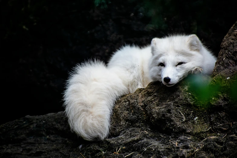 a white dog laying on top of a rock next to grass