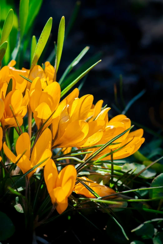 small yellow flowers are blooming on the ground