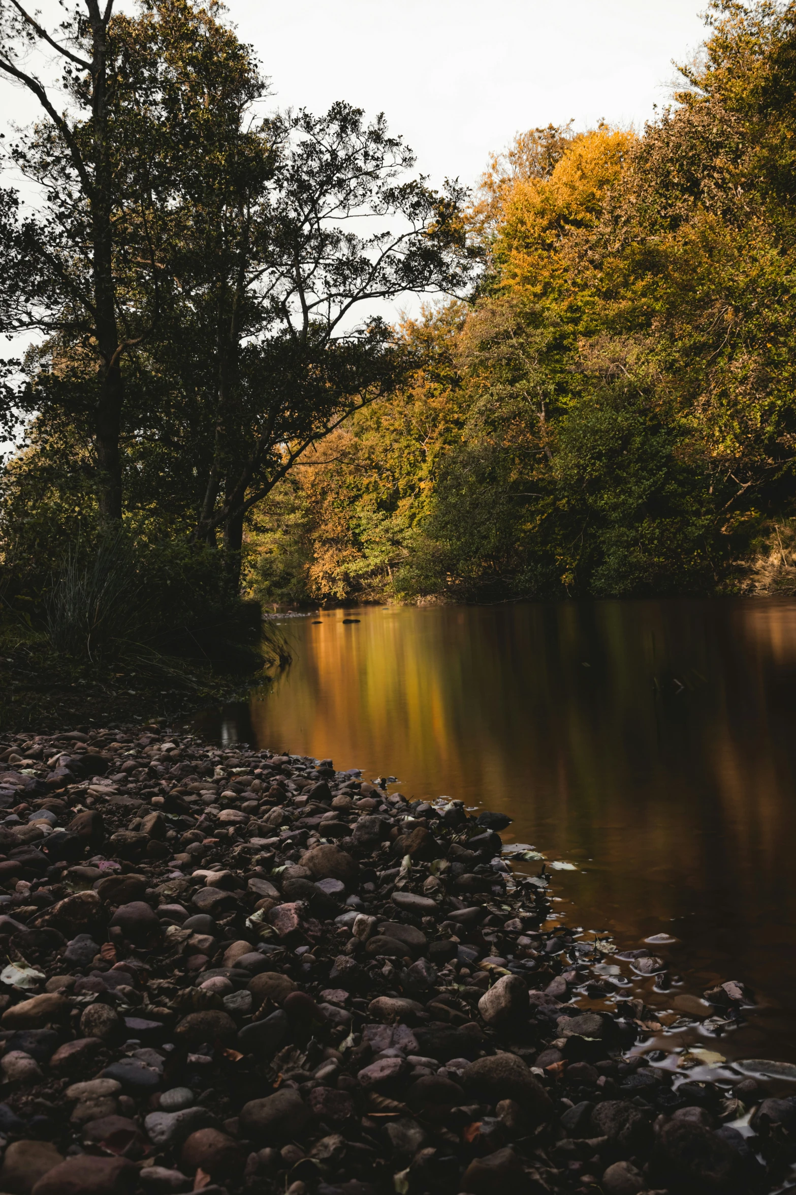 a stream flowing into a forest covered in trees