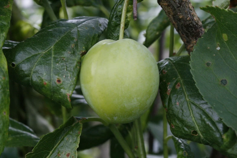 green apples in a tree on the nch