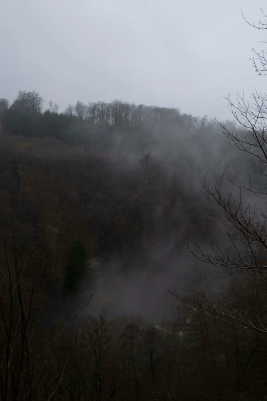 trees with no leaves stand beside a hill with fog