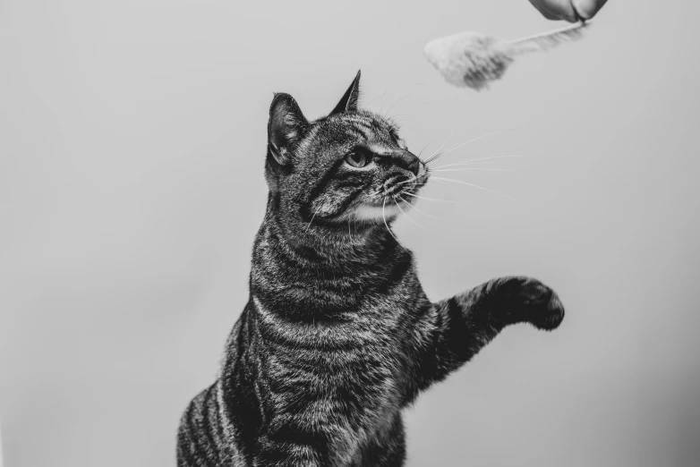 a cat is standing on its hind legs and looking at a bird in the air