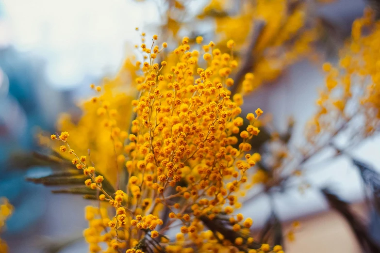 the small yellow flowers are in the vase