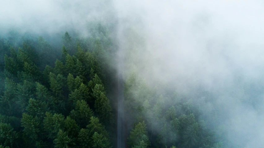 a lush green forest filled with trees covered in mist