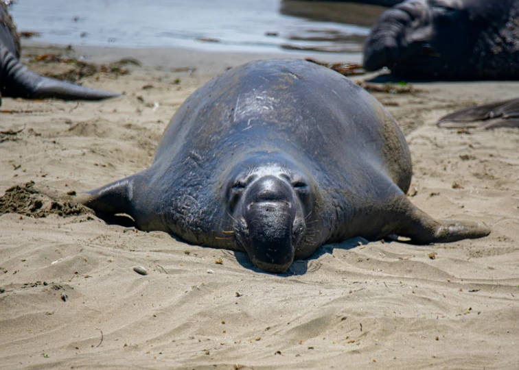 the seal is laying on the sand in the water