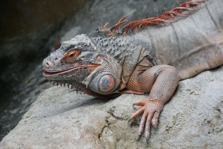 an iguana is on a rock with red feathers