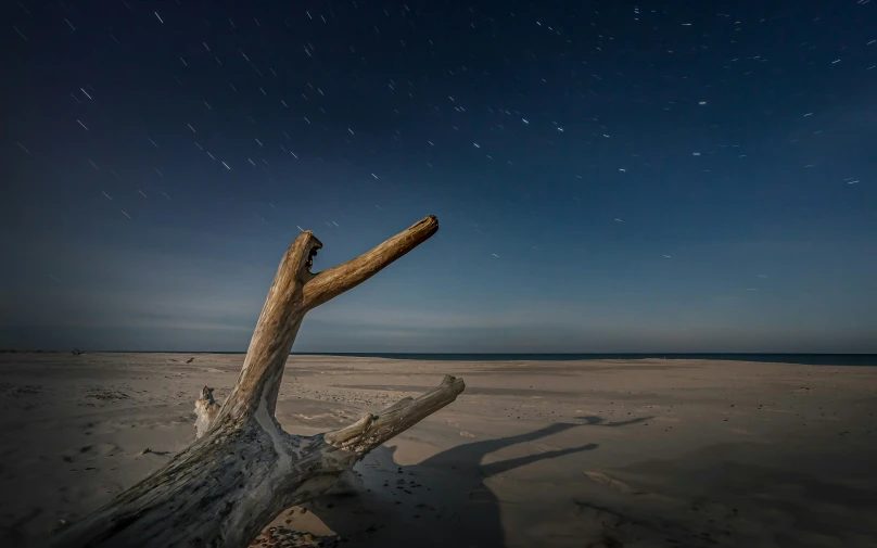 a lone piece of tree is on a beach