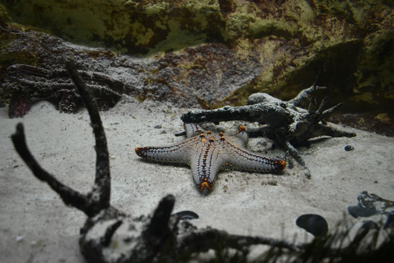 this is an underwater po of two starfishs