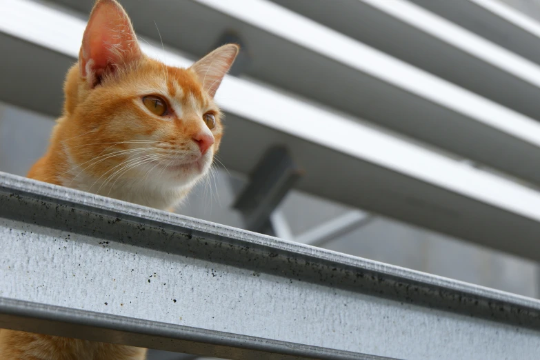 a close up of a cat behind a metal shelf