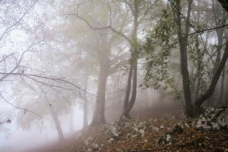trees and leaves in fog with fog coming down