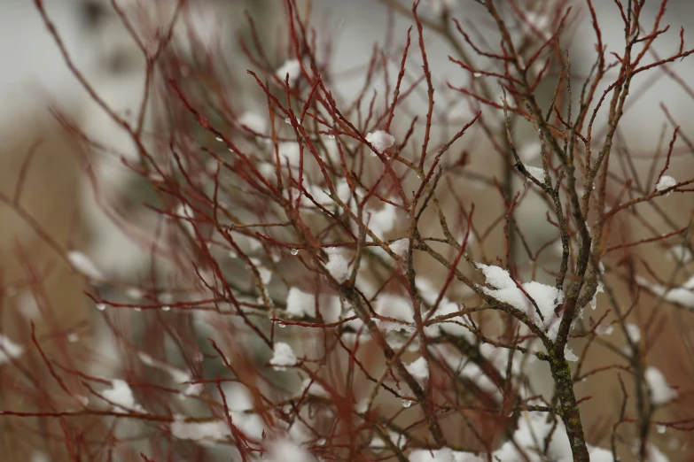 a tree with small leaf buds and little leaves on it