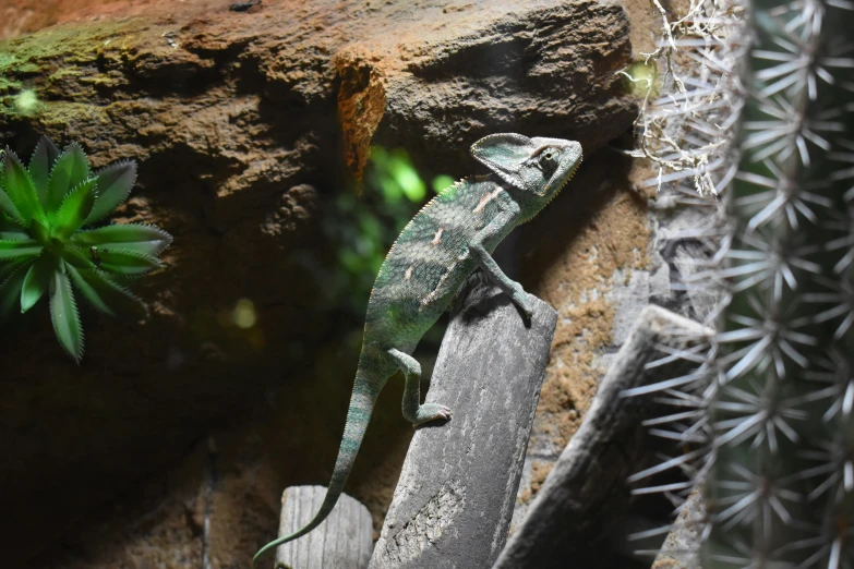 an image of a lizard laying on the rocks