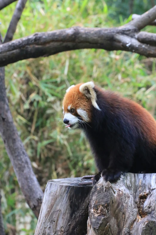 the brown panda is sitting on a tree stump