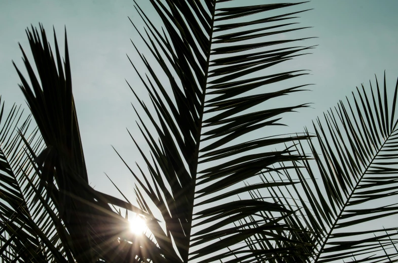 the sun is shining behind leaves on a palm tree