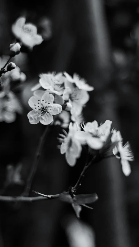 black and white pograph of some flowers