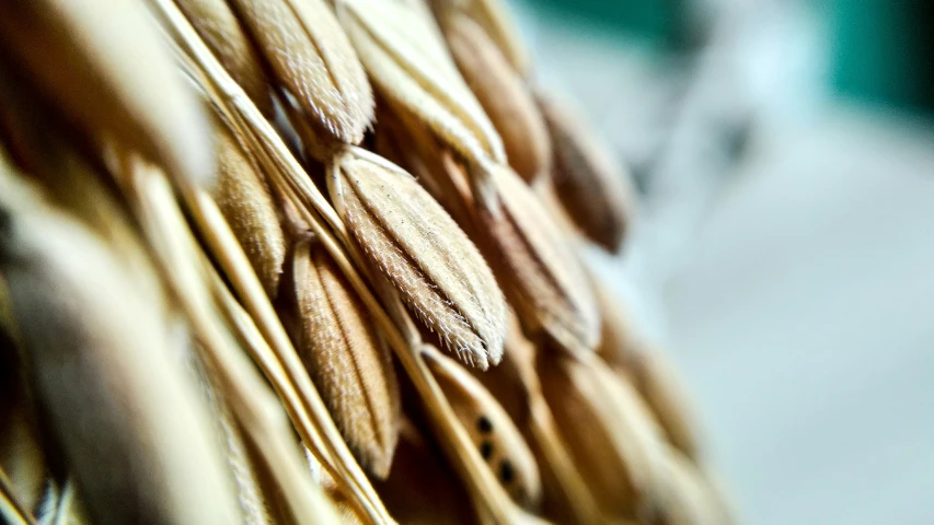 a large group of dried and unwevened items