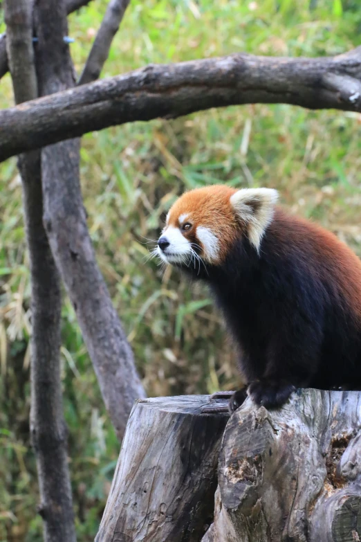 a red panda sitting on a wooden stump