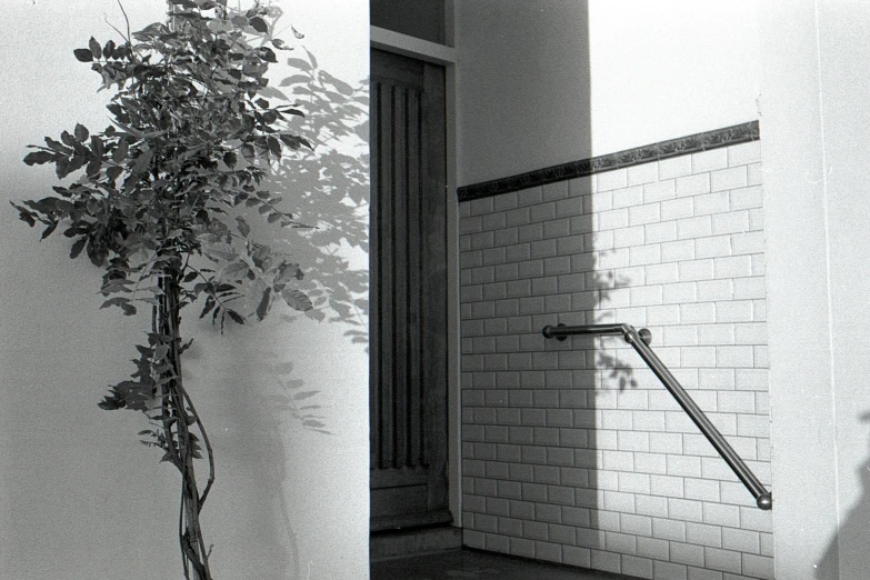 a black and white po shows an open bathroom with a flower pot